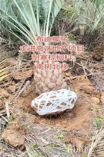 裸干高50厘米布迪椰子
