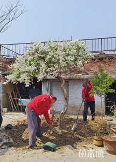 高度300厘米丛生丁香