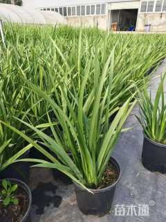 高度40厘米中叶栀子