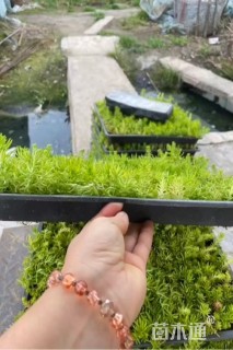 高度10厘米佛甲草