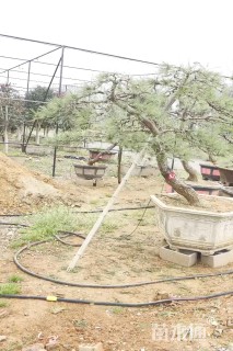 高度190厘米房产松