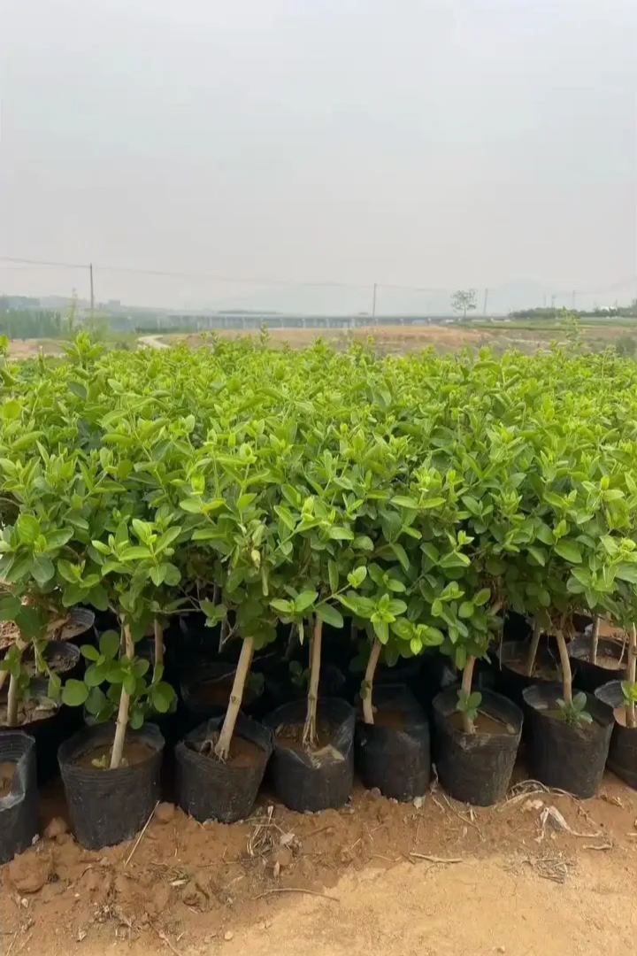 40厘米金银花
