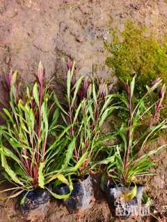 高度12厘米山桃草