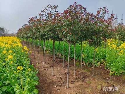 3公分高杆石楠