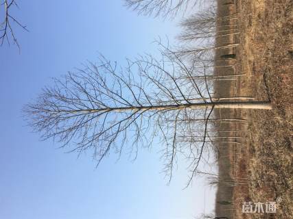 20公分杂交马褂木