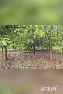 12公分香樟