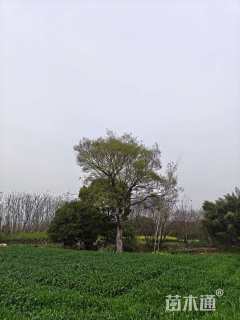 63公分朴树