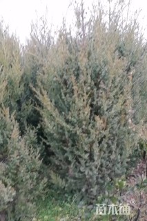 高度180厘米刺柏