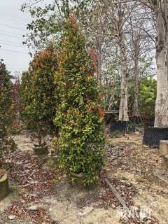 高度140厘米红车