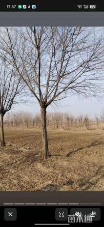 18公分朴树