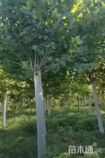 12公分法桐