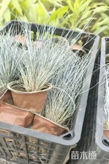 容器苗蓝羊茅