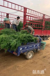 高度200厘米侧柏