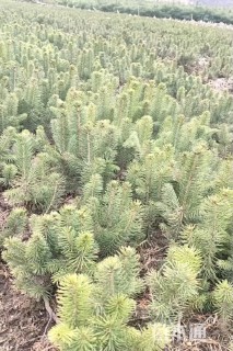 高度10厘米云杉小苗