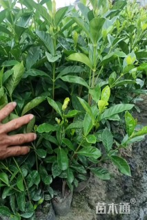 高度30厘米栀子花