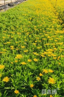 高度30厘米木春菊