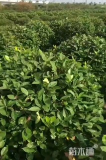 冠幅150厘米大叶栀子球