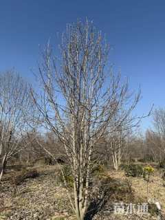 10公分二乔玉兰