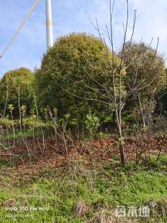 13公分高杆桂花