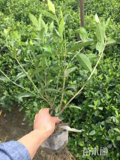 高度40厘米大叶栀子