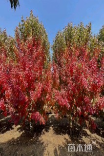 高度400厘米丛生美国红枫