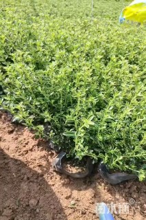 高度18厘米六月雪