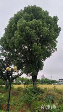 59公分香樟