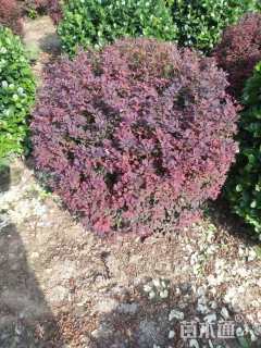 冠幅120厘米紫叶小檗球