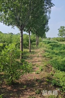 10公分白蜡