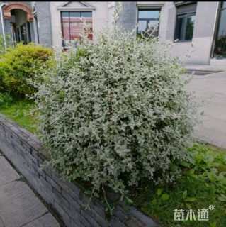 高度30厘米灌从石蚕