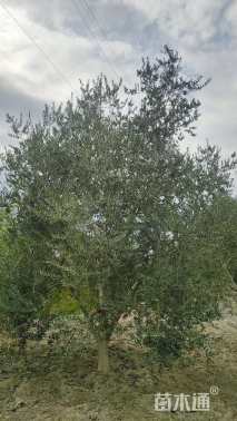 15公分橄榄树