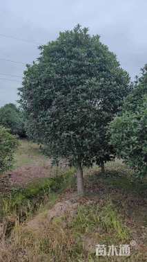14公分桂花