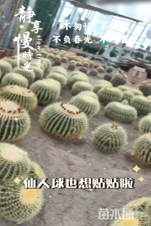 高度20厘米仙人球