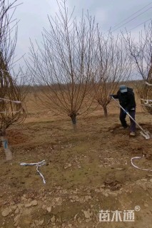 10公分菊花碧桃