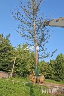 20公分流苏树