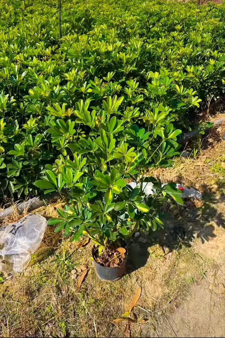 高度40厘米鸭脚木