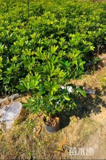 高度40厘米鸭脚木