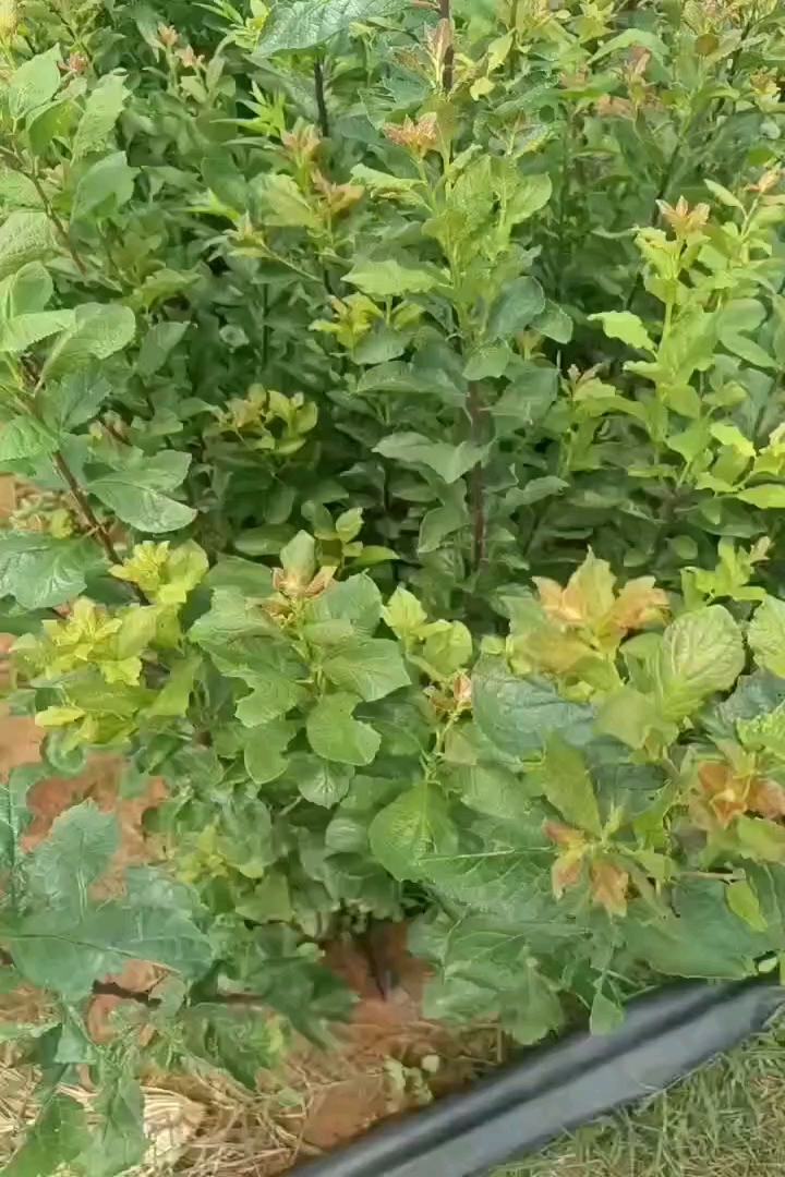 高度60厘米西梅