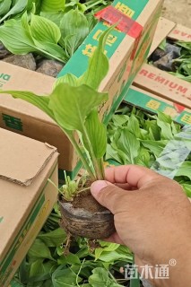高度15厘米紫花玉簪