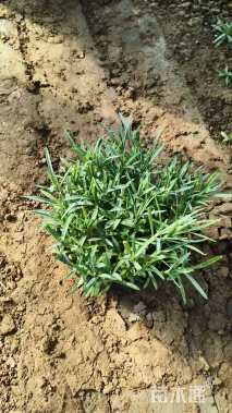 高度20厘米地被石竹