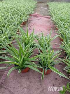 高度30厘米金边吊兰