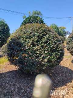 高度110厘米红花继木柱