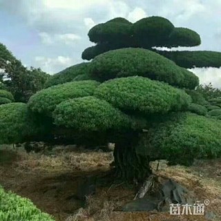 20公分造型罗汉松
