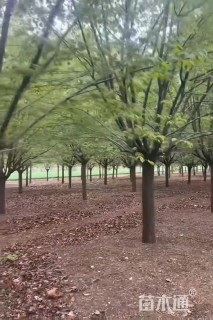 8公分暴马丁香