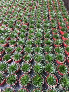 高度12厘米金线菖蒲