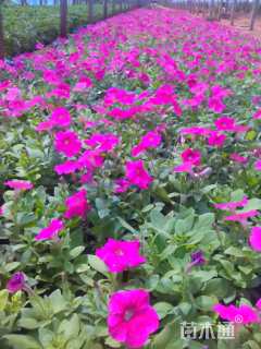 高度12厘米矮牵牛