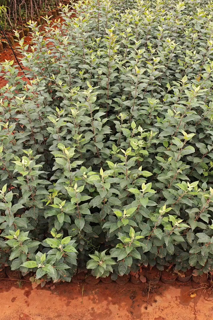 0.5公分苹果树