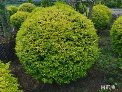 冠幅150厘米金冠女贞球