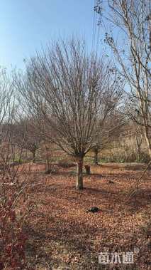 10公分鸡爪槭10-12-15-18-20-22-25公分