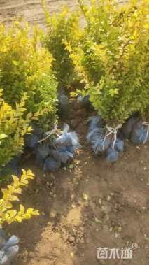 高度70厘米金叶女贞